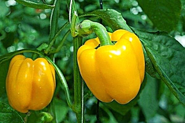 25 of the best sweet bell peppers for outdoor use