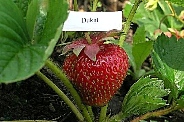 Detailed description of the strawberry ducat variety