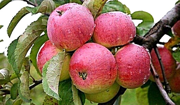 Περιγραφή και χαρακτηριστικά του μηλιά Borovinka