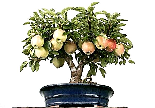 איך לגדל כראוי עץ תפוח מזרע או מענף בבית?