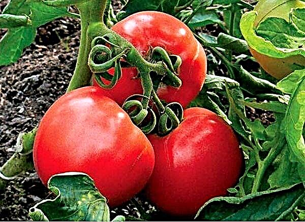 Katrangan lan karakteristik macem-macem tomat Raja Wiwitan