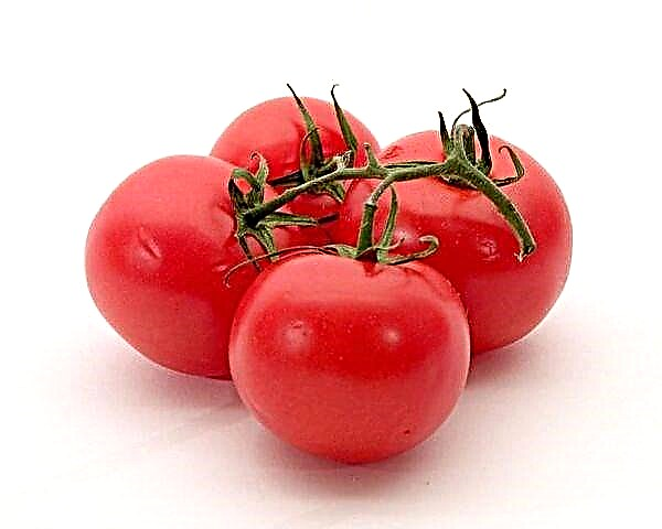 Deskripsi rinci dan karakteristik varietas tomat Tanya