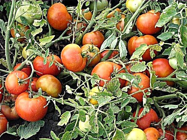 Características e descrición da variedade de tomate Agata