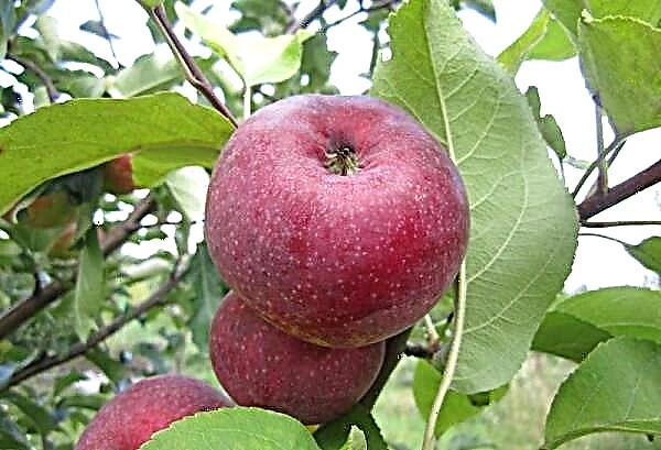 Mô tả chi tiết về cây táo Lobo
