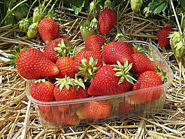 Χαρακτηριστικά και περιγραφή της ποικιλίας φράουλας alba