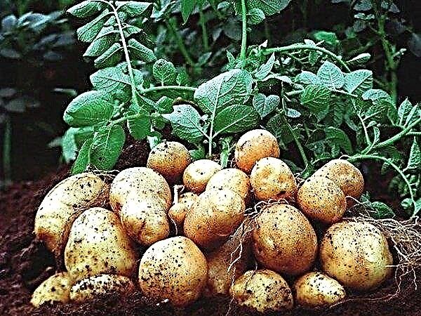 Characteristics and description of the colombo potato variety