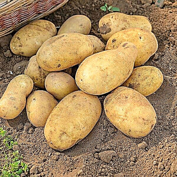 Eigenschaften und Beschreibung der Gelee-Kartoffel-Sorte