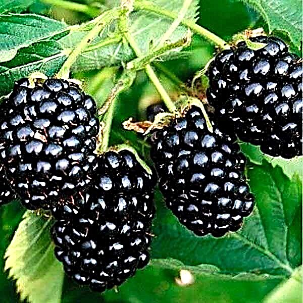 Paglalarawan at mga katangian ng Natchez blackberry variety