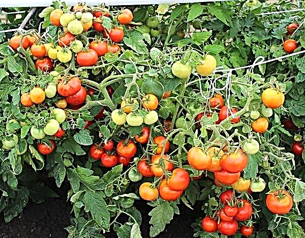 Karakteristike i opis sorte rajčice Irina F1