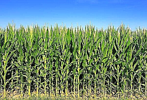 Corretta tecnologia di semina e coltivazione del mais