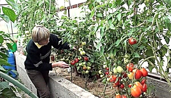 Korrekt skötsel av tomater efter plantering i marken