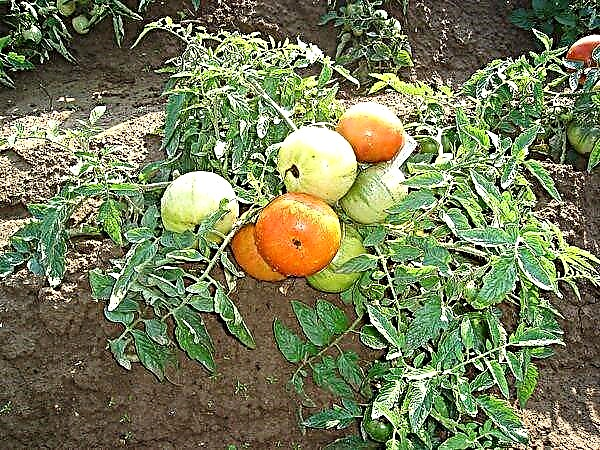 10 migliori varietà di pomodori senza pizzicare per la coltivazione in campo aperto della regione di Mosca