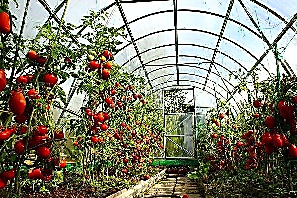 Coidado axeitado dos tomates no invernadoiro desde a plantación ata a colleita