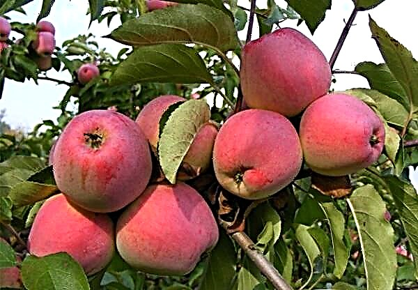 Një përshkrim i hollësishëm i varietetit të mollëve Kandil Orlovsky
