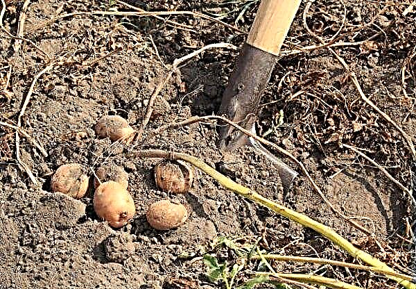 Kapan dan bagaimana menggali kentang dengan benar