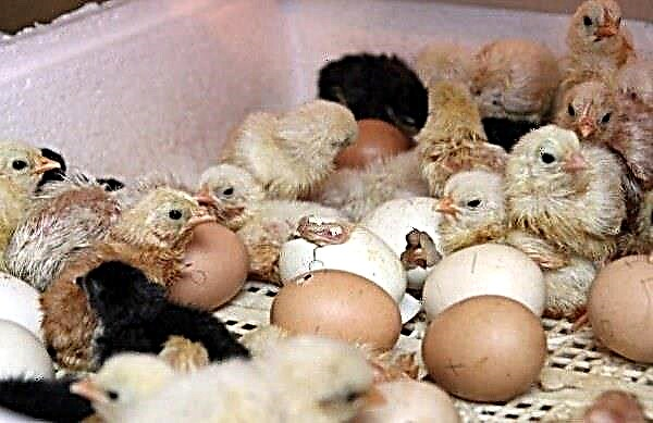 Incubatie van kippeneieren