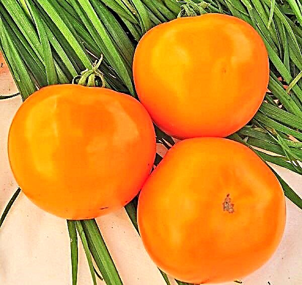 Pilnas pomidorų veislės „Orange“ aprašymas ir savybės