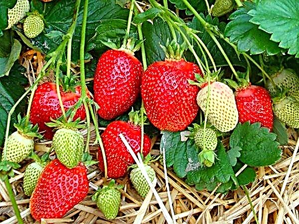 Beskrivning och egenskaper för jordgubbsorter Asien