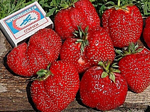 Nkọwa nke ụdị strawberry Gigantella Victoria na Maxim