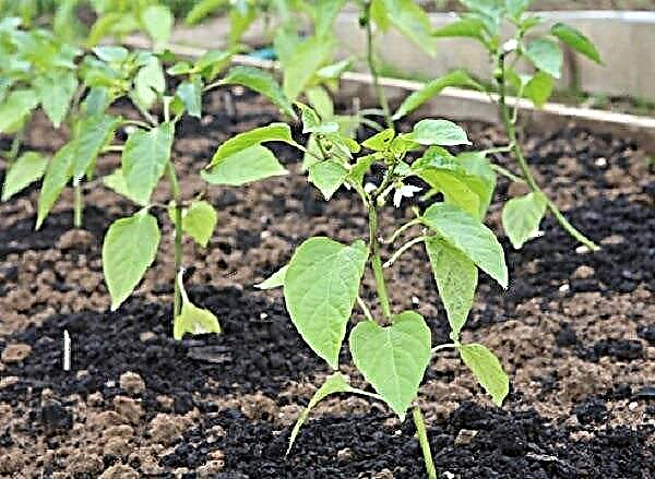 A che distanza piantare i peperoni quando si pianta nel terreno