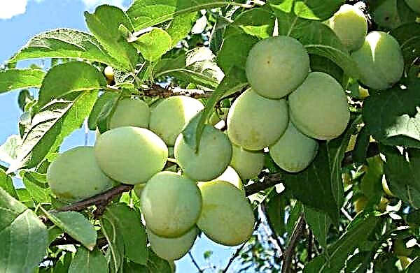 Penerangan terperinci mengenai varieti plum Pagi, Yakhontovaya dan Malakhovskaya