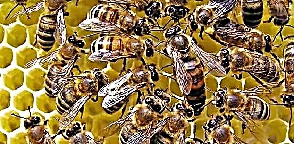 Bagaimana membuang lebah ratu?