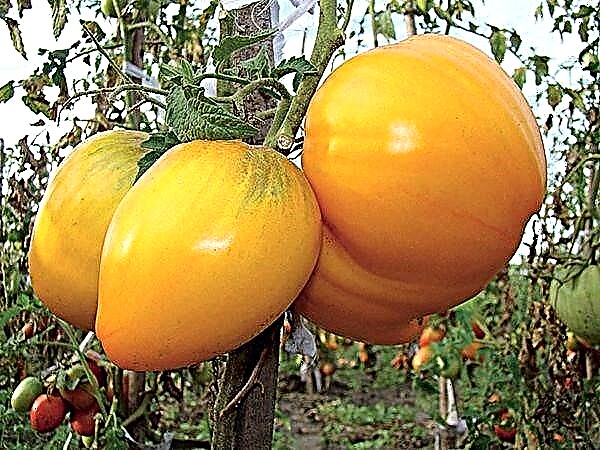 Pełny opis i charakterystyka odmiany pomidora Honey Spas