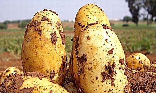 Đặc điểm và mô tả chi tiết của khoai tây Uladar