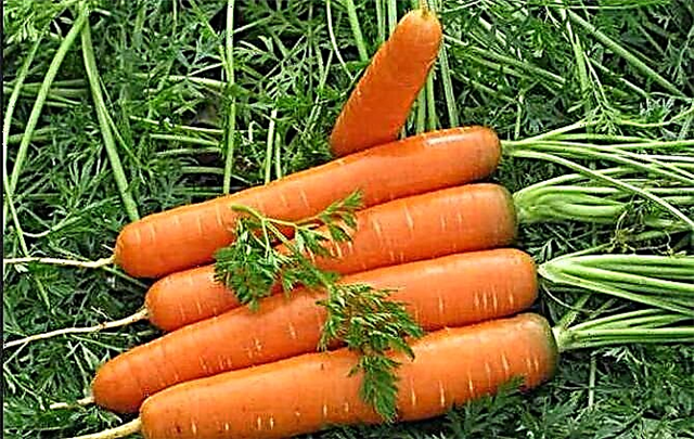 Korrekte verwerking van wortels met keroseen uit onkruid