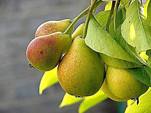 ລາຍລະອຽດຂອງພັນ pear Severyanka ສີແດງແກ້ມ