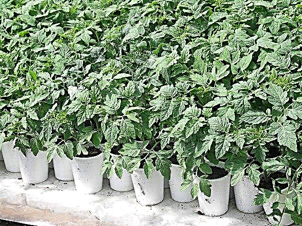 Gule flekker på bladene til tomatplanter og metoder for å håndtere dem