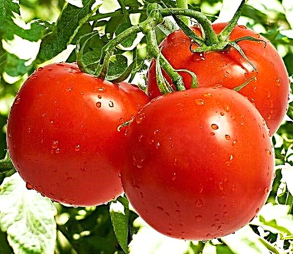 Voll Beschreiwung a Charakteristike vun der Linda Tomate Varietéit