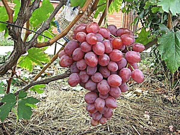 Unha descrición detallada da variedade de uva Anyuta