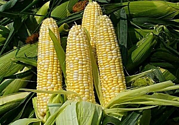 Где расте кукуруз и како изгледа