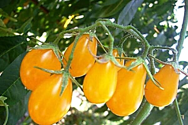 Deskripsi dan karakteristik tetesan madu varietas tomat