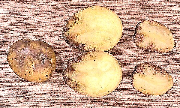 Miksi peruna muuttuu mustaksi sisältä ja mitä tehdä, jos taimet ovat jäätyneet