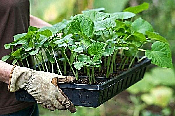 Hoe overwoekerde komkommerzaailingen op de juiste manier in de volle grond te planten