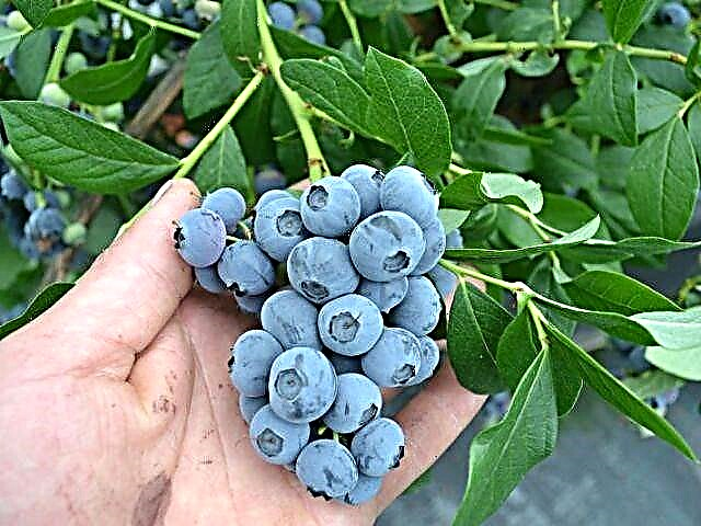 ဆောင်း ဦး ရာသီ၌ဥယျာဉ်ကို blueberries အစာကျွေးခြင်းနှင့်မည်သို့