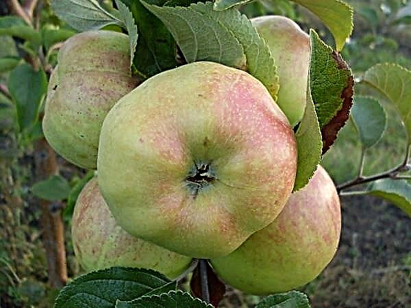 Пуни опис сорте јабука Богатир