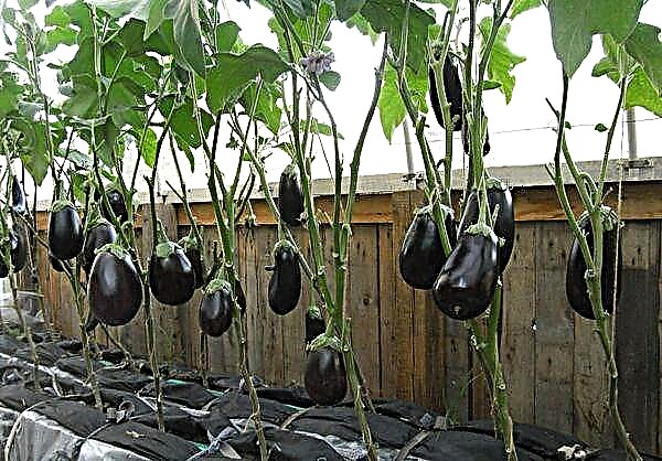 Riktig dyrking og stell av eggplanter i drivhuset