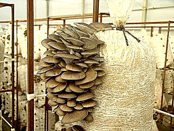 Come coltivare correttamente i funghi ostrica a casa