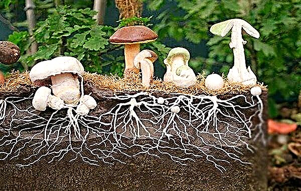 Wat is paddestoelmycelium en hoe het eruit ziet