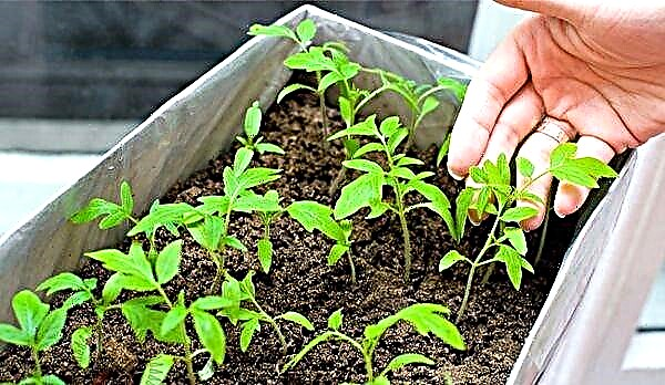 Kuidas tomati seemikuid kodus korralikult hooldada