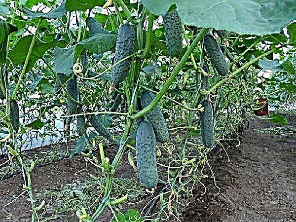 Cultivo correcto de pepinos no invernadoiro dende a plantación ata a colleita