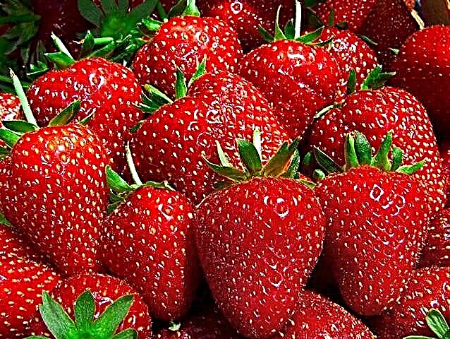 ລາຍລະອຽດລາຍລະອຽດຂອງແນວພັນ strawberry Queen