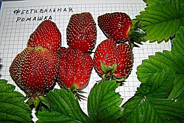 Isang detalyadong paglalarawan ng strawberry variety festival chamomile