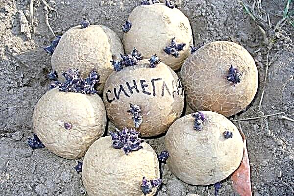 Paghulagway ug kinaiya sa mga patatas nga Sineglazka