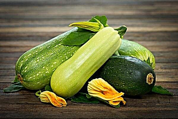Aturan kanggo nandur zucchini lan ngrawat ing lapangan