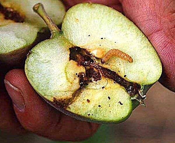 چگونه می توان با کرم ها و سرطان سیاه در درختان سیب کنار آمد؟