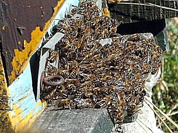 Oznaki i leczenie niebezpiecznych chorób pszczół